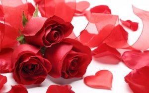 des roses et des pétales